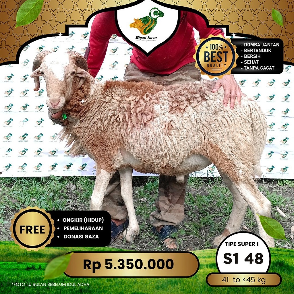 

Domba Garut Super 1 , S1-48 (41 sd 45 kg)