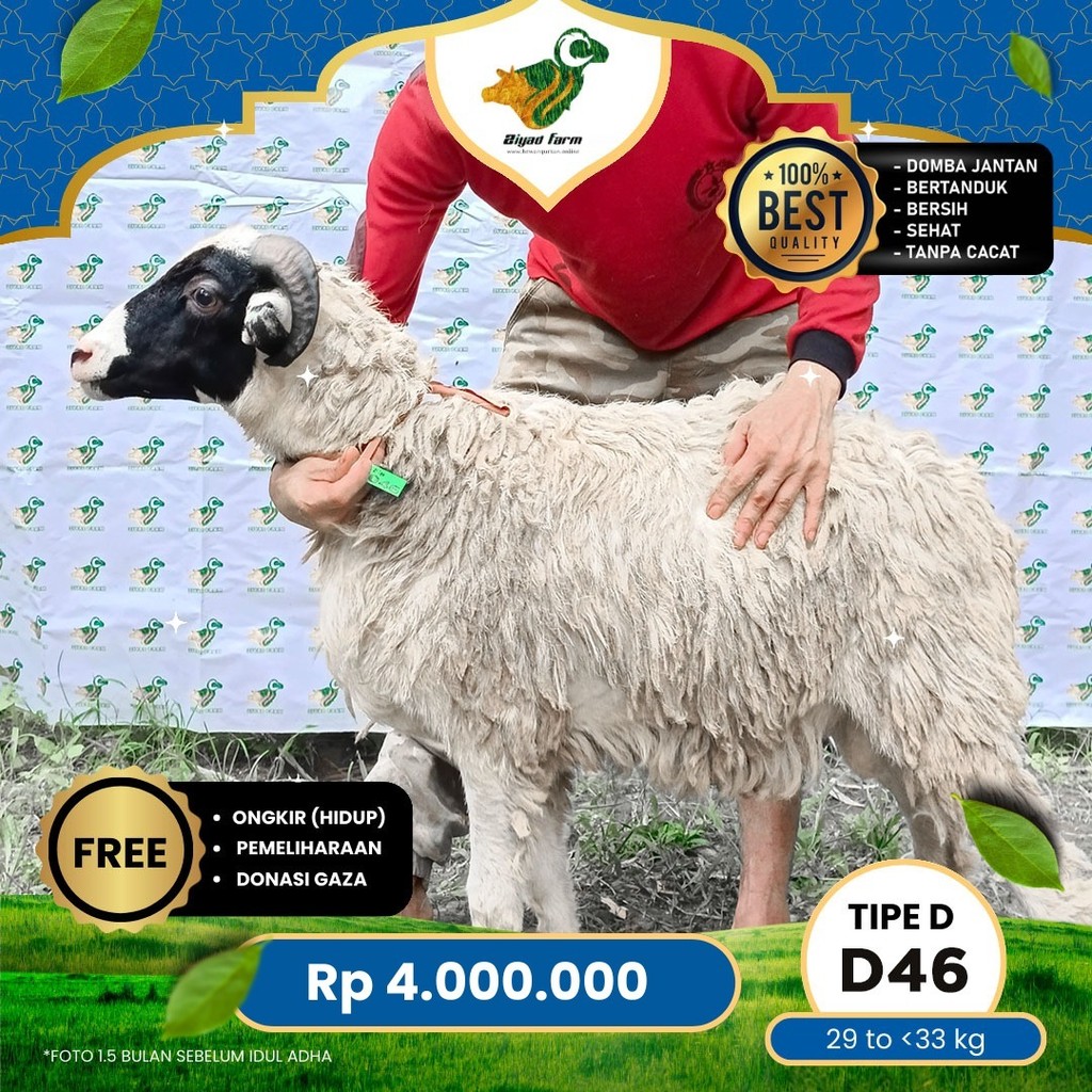 

Domba Qurban Tipe D 46, berat 29 sd 33 Kg