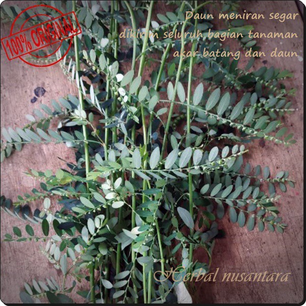 

Gelaskosong11 Daun meniran segar 100gr - herbal alami masih fresh