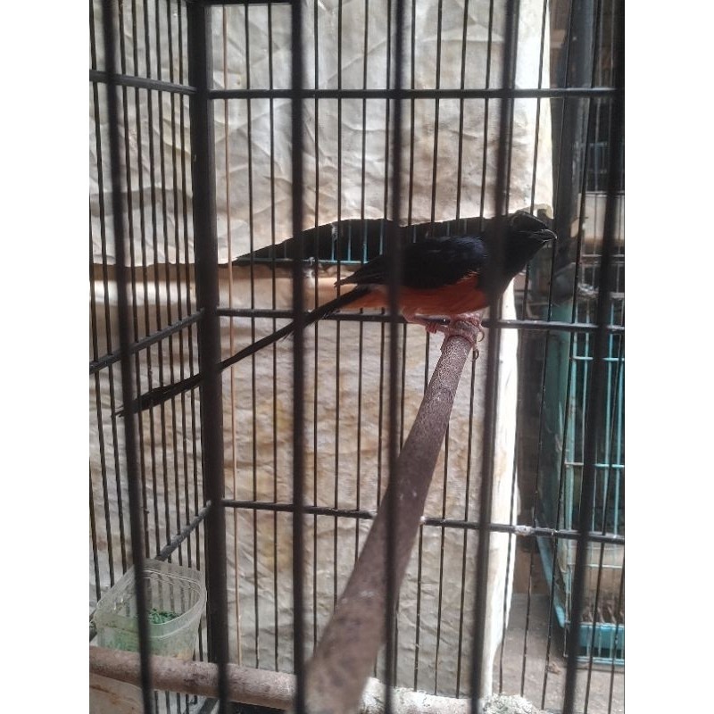 BURUNG MURAI MEDAN PASTOLAN JANTAN