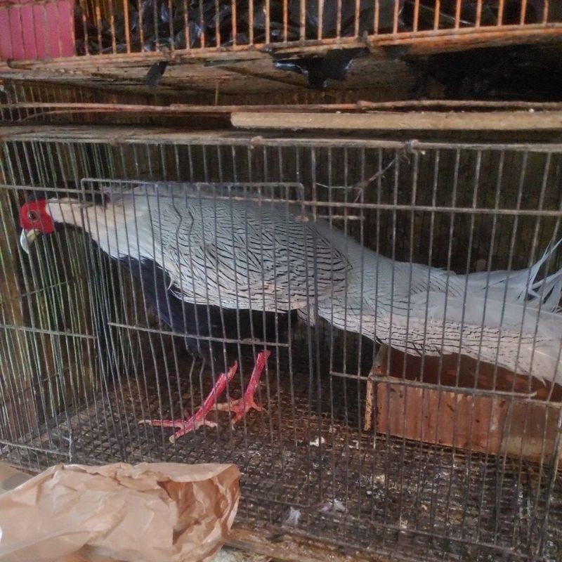 AYAM SILVER PHEASANT SEPASANG DEWASA