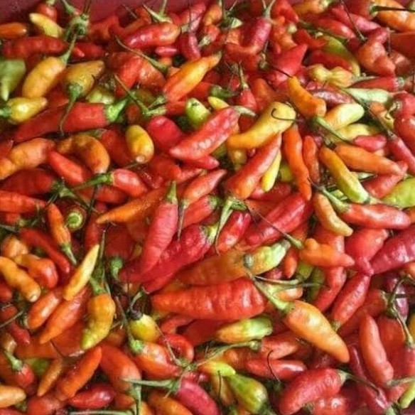 

CABE RAWIT MERAH 250gr/ SAYUR SEGAR - 100 gram