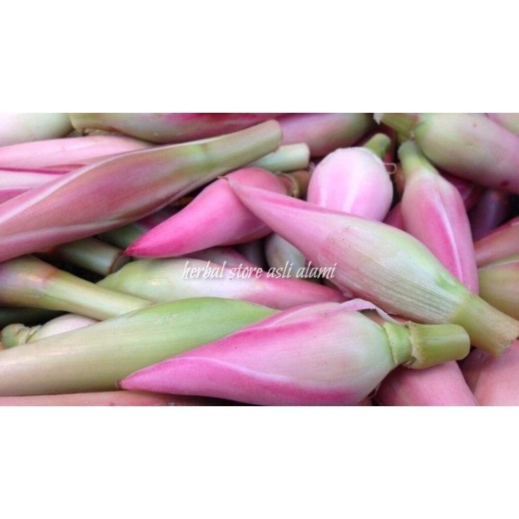 

rombeh atau bunga kecombrang segar/bunga honje segar 1 kg ready stok