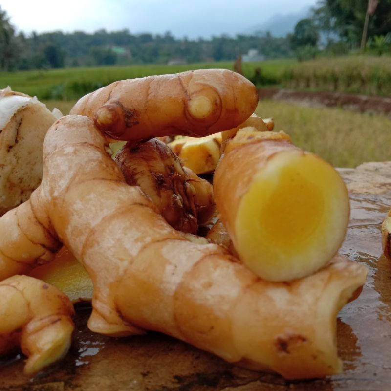 

COD Temu Mangga Segar 1 kg (Curcuma mangga) atau Kunyit Mangga Terlaris ready ready