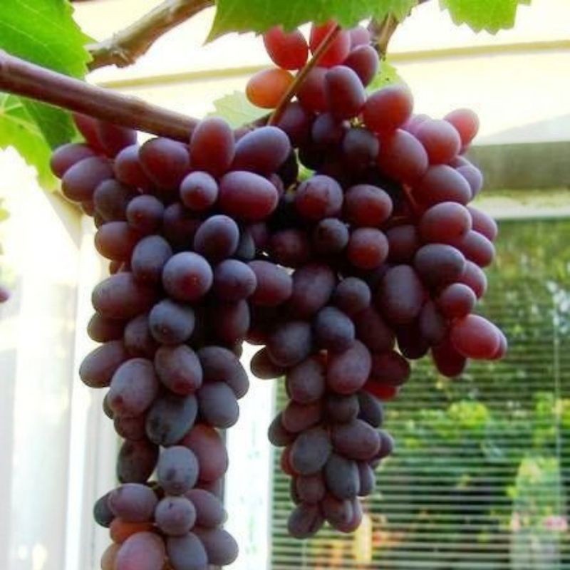 Bibit Anggur JUPITER Impor Premium Tinggi 30cm Hasil Grafting Terbaik