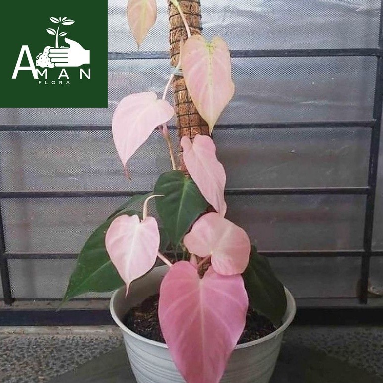 # ( BISA COD ) PROMO Tanaman Hias Melano Micans Pink Bunga Hias Philodendron Mican Pink Tanaman Hidu