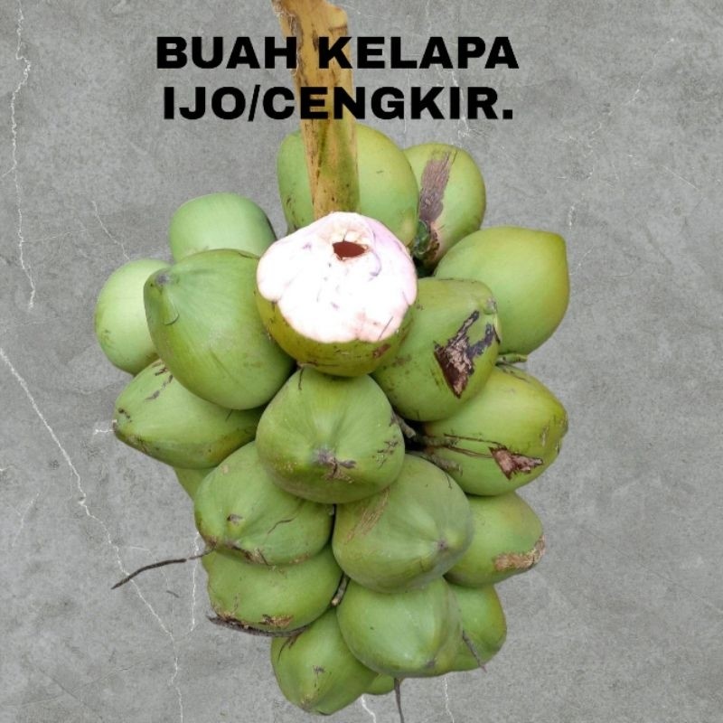 

BUAH KELAPA HIJAU/CENGKIR.