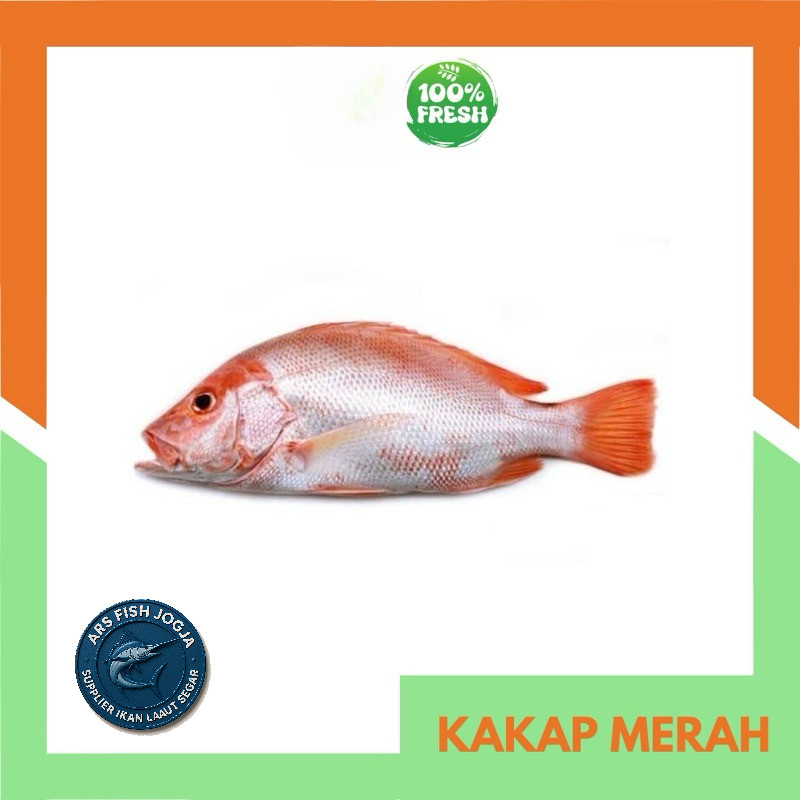 

Kakap Merah Segar per Kg | Fresh Jogja