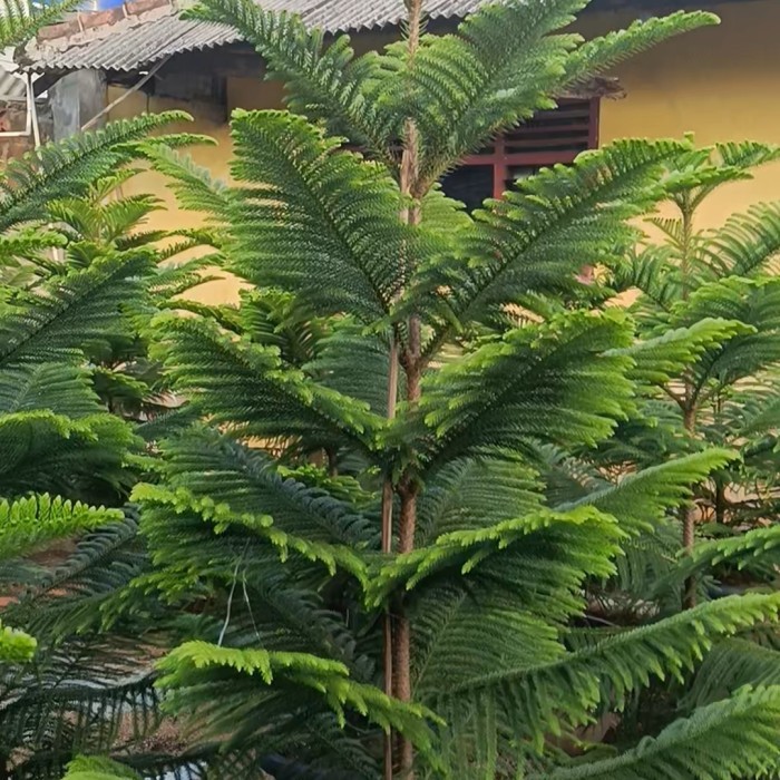 Cemara Norfolk tinggi 2 meter