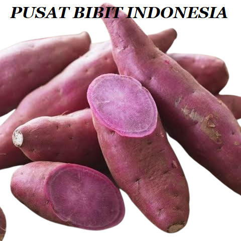 

TERLARIS Ubi Jalar Segar - Ubi Pulen 1 kg Fresh - Ubi Ungu - Ubi Mentah ASLI