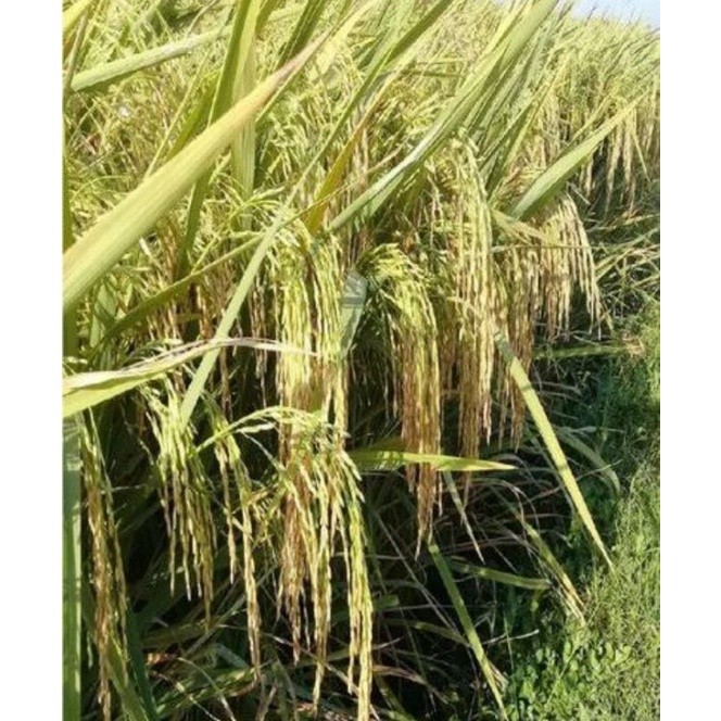 BENIH PADI CIHERANG UNGGUL 1kg