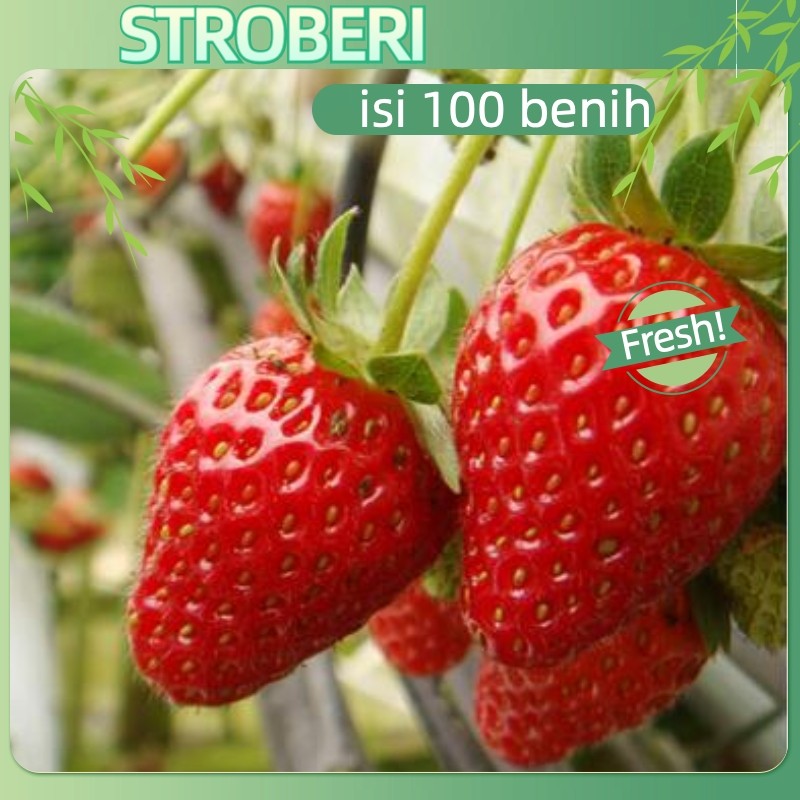 berhasil tinggi-100 Biji - Benih Strawberry Merah JUMBO - Bibit Stroberi Unggulan - Biji Strawberry 