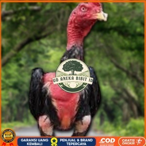 

TELUR RAJA SAIGON FRESH FERTIL UD ANEKA BIBIT ID