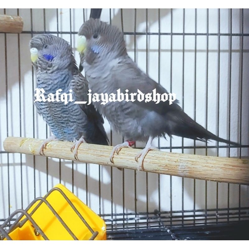 BURUNG PARKIT BLACKWING SEPASANG IMPORT