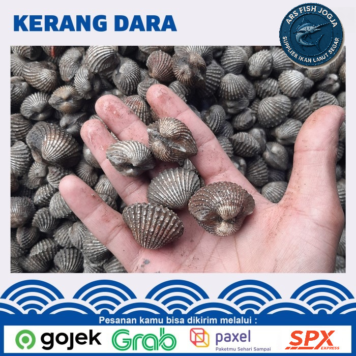 

Grosis Kerang Dara / Kerang dara segar / Kerang darah Fresh Murah - 500 gram