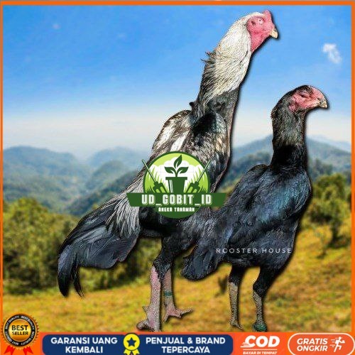 

telur tetas ayam shamo tarung valid super garansi UD_GOBIT_ID