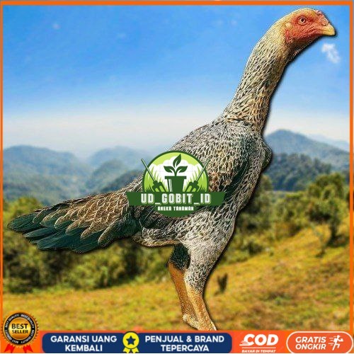 

TELUR TETAS AYAM SHAMO EROPA UNTUK DI TETASKAN UD_GOBIT_ID