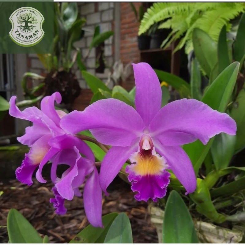 Anggrek Cattleya Mantini