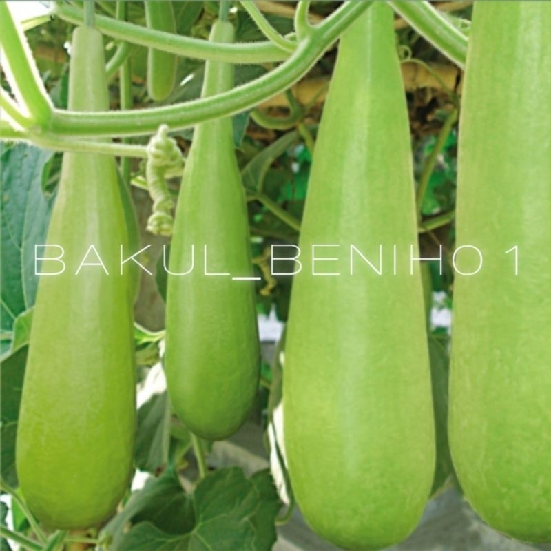 TERLARIS 50+ BENIH LABU AIR/ BLONCENG JUMBO BIBIT UNGGUL