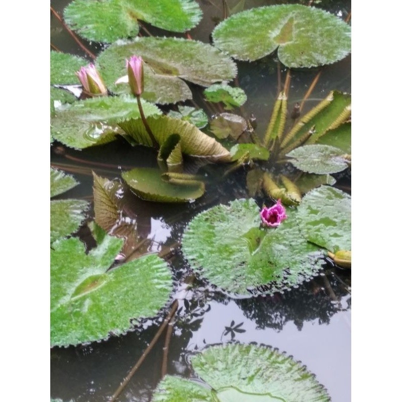 Promo Tanaman hias bunga teratai/terate/tanaman air Bibit Tanaman Penjernih Air Kolam (1)