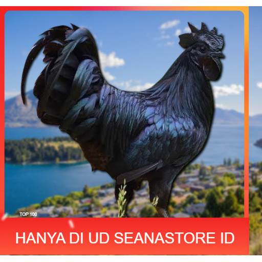 

telur ayam cemani lidah hitam (asli) bisa untuk di tetaskan super UD SEANASTORE ID