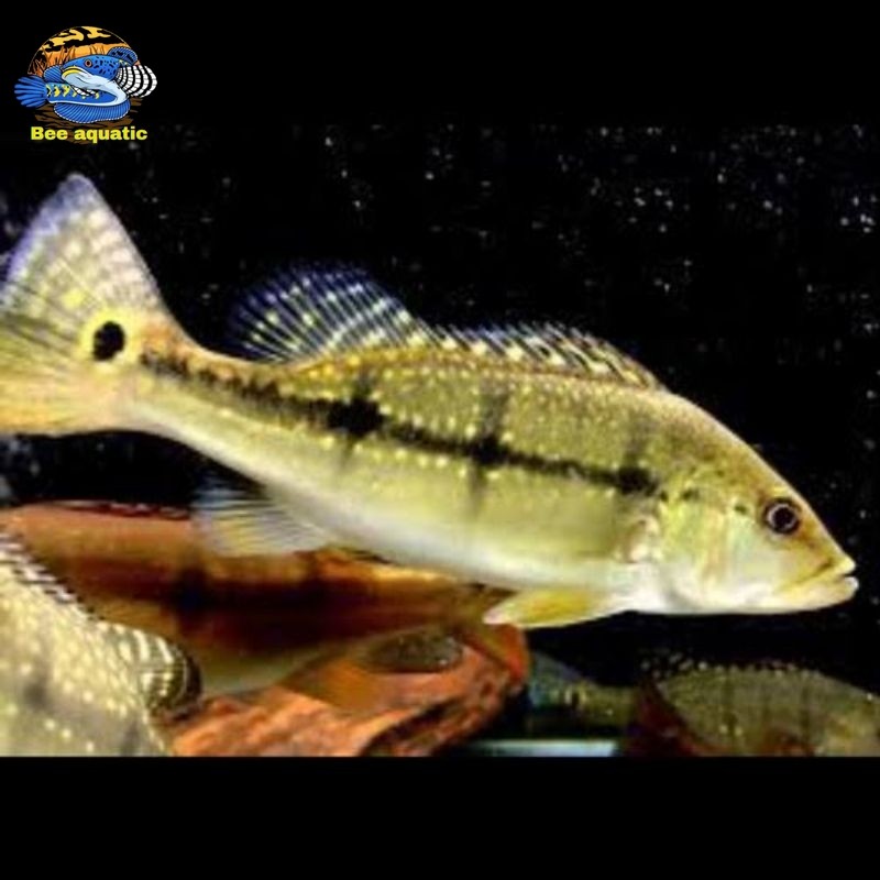 Pbass xingu pure Size 6-7 cm realsize bergaransi bisa COD pbass orinoco pbass pinima good Marking