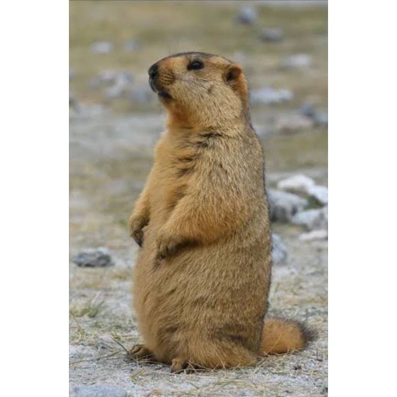 MARMUT HIMALAYA MENGGEMASKAN