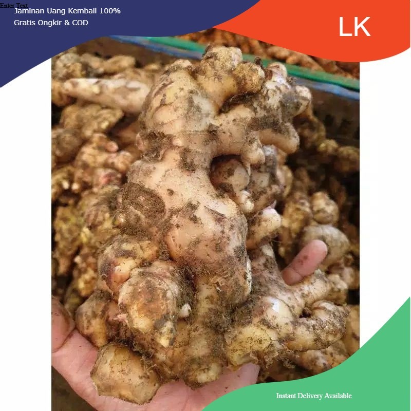 

New Promo 1KG JAHE GAJAH PUTIH FRESH SEGAR ALAMI / WHITE GINGER COD