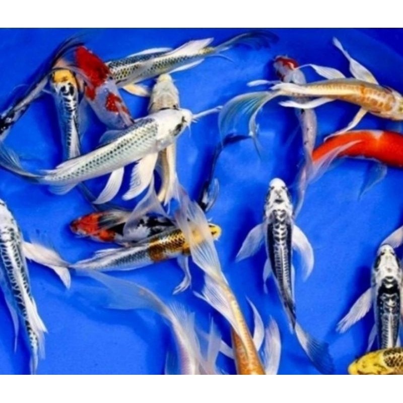 Ikan Koi Metalik Slayer 10-15 Cm Ikan Koi Kumpay 10-15 Cm