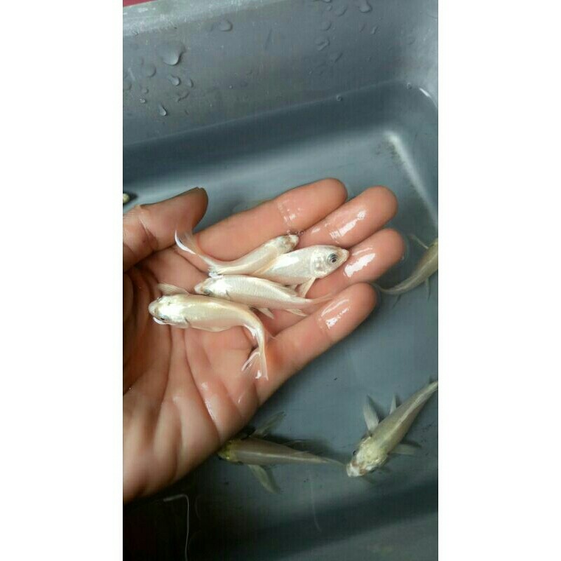 KOI PLATINUM. ISI 10 bonus 2.SIZE 7-8CM.