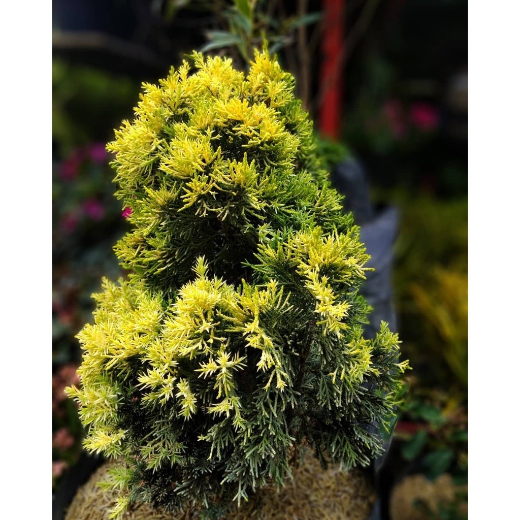 Bunga CEMARA GOLDEN PEKING - Tanaman Hias Hidup Daun Cemara Golden Peking - Pohon Cemara Golden Peki