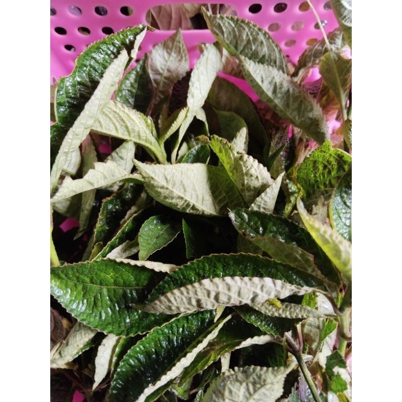 

daun keji beling/ki beling segar 1kg