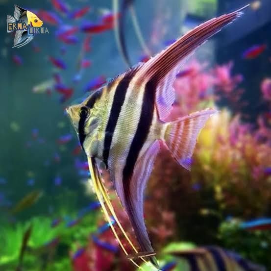 ikan manfish altum selayer-ikan hias  tank mate-ikan aquascape