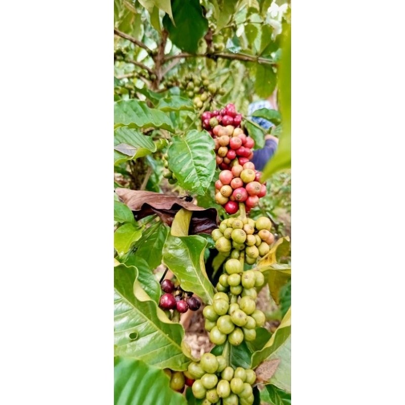 

bual buah kopi arabika segar 100gram
