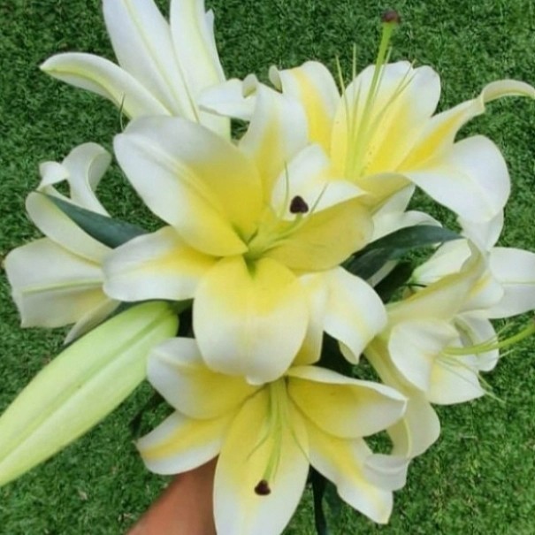 bunga Lily  cantik fresh segar / bunga Lily harum /lokal