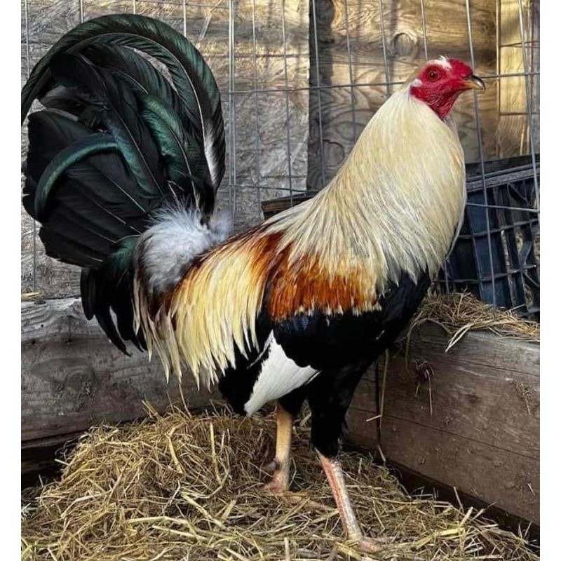 

jual telur ayam Philipina ak 27 paket 4 butir
