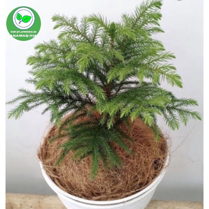 Tanaman Hias Cemara Pentris Norfolk - Pohon Cemara Norflok Pentris