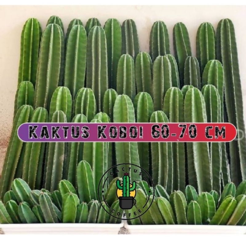 Tanaman Kaktus koboi Tinggi 60-70Cm / Pohon Kaktus koboi Tanaman Hias Kaktus Koboi