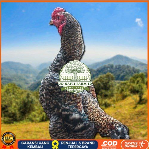

telur ayam shamo fertil untuk ditetaskan UD NAFII FARM ID