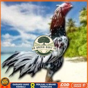 

BANGKOK F1 TELUR FERTIL PROMO BESAR UD ANEKA BIBIT ID