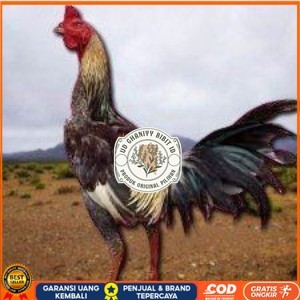 

telur ayam pama ninja original petarung bisa untuk di tetaskan berkualitas unggul UD GHANIYY BIBIT ID