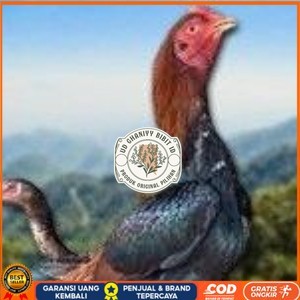 

telur ayam Shamo Eropa Ori (telur fertil) UD GHANIYY BIBIT ID
