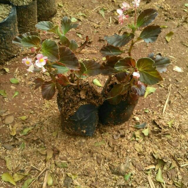 Tanaman Hias Begonia Tanaman Bunga Begonia