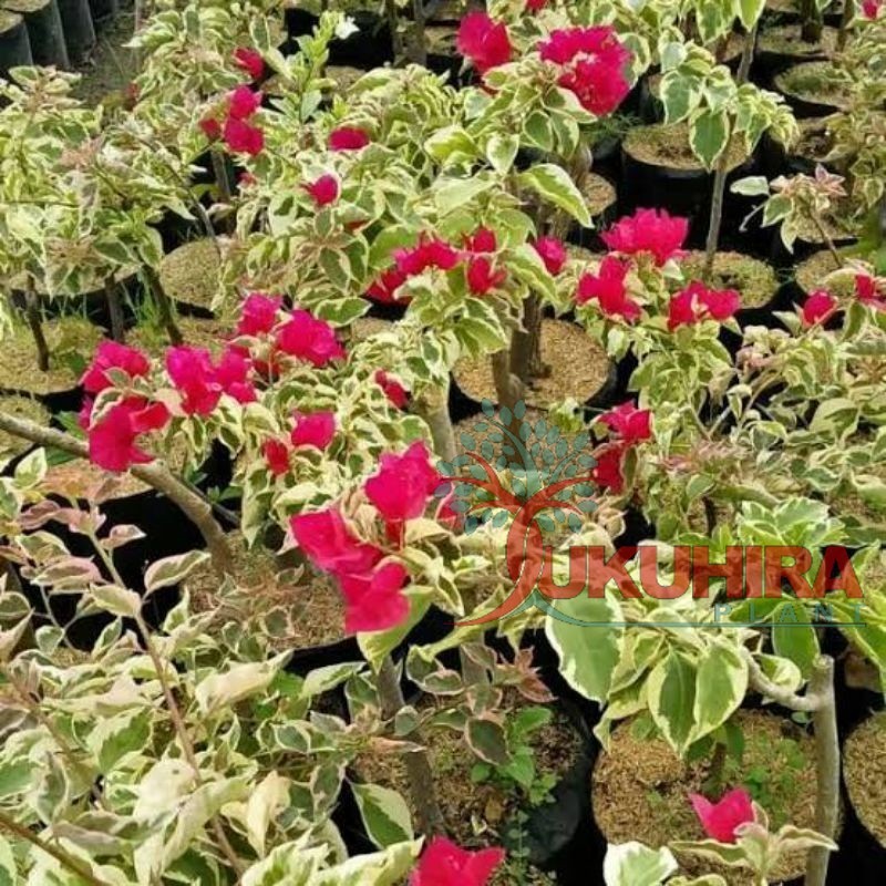 Tanaman Bunga Bougenville Varigata Merah