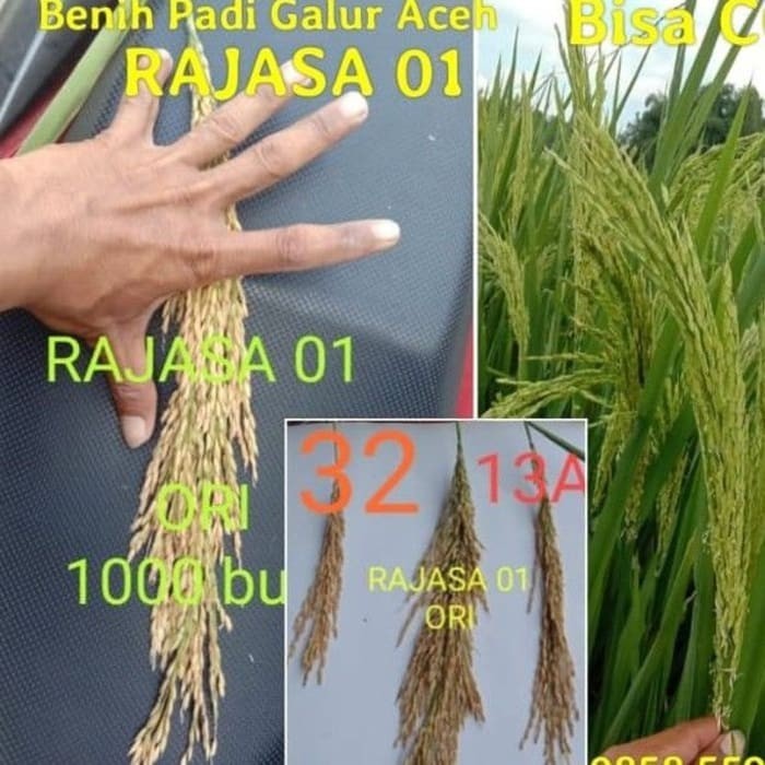 Benih Padi unggul Rajasa 01 bibit padi 5kg dukbgu 1272hh
