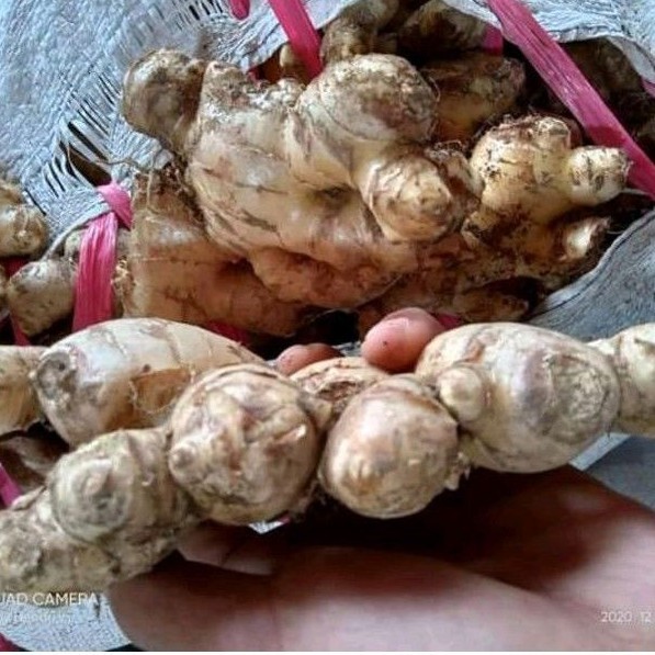 

jahe gajah super berat 50 gram