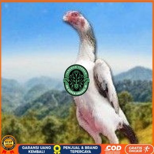

telur tetas ayam shamo aduan vertil super garansi UD_SUPER_UNGGUL_ID