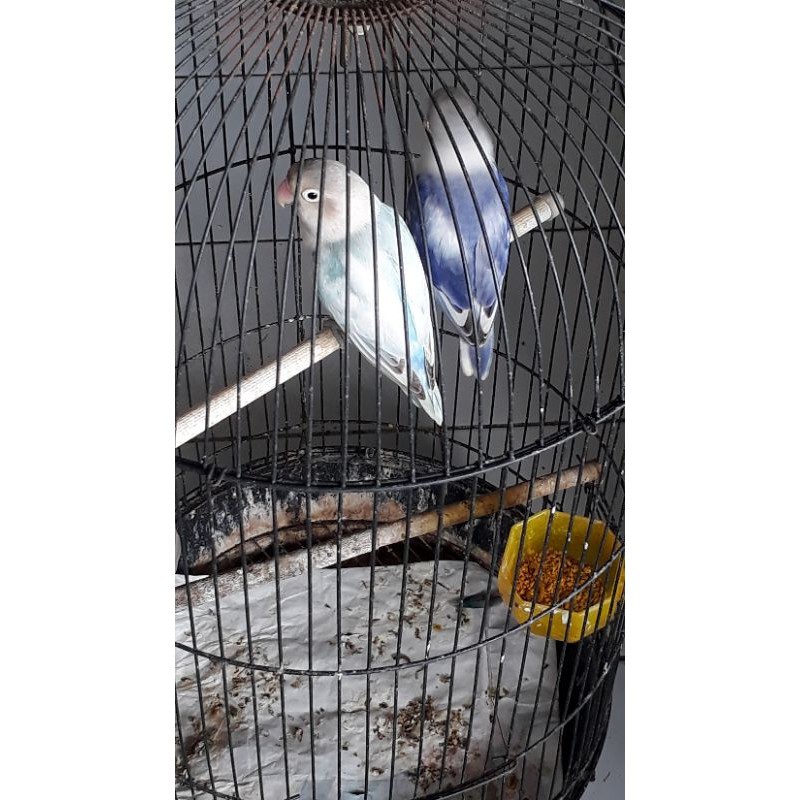burung lovebird blue series sepasang jantan betina