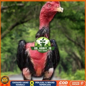 

TELUR RAJA SAIGON FRESH FERTIL UD_GOBIT_ID