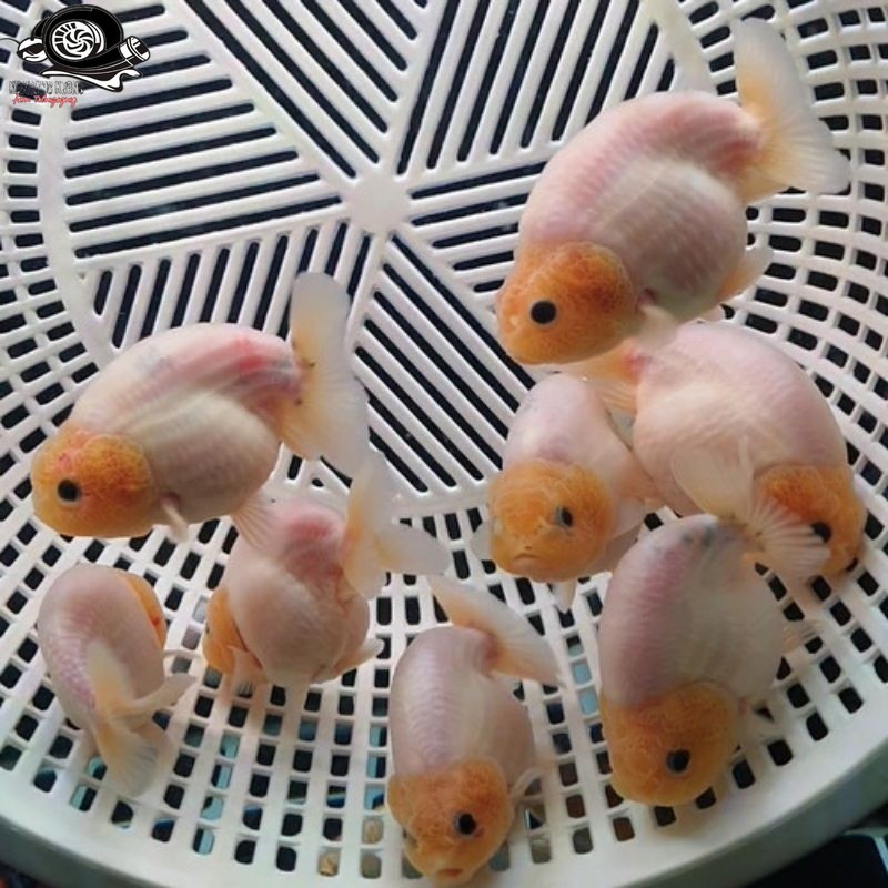 IKAN HIAS AIR TAWAR KOKI 4-6 CM SAPI AIR RANCHU WHITE